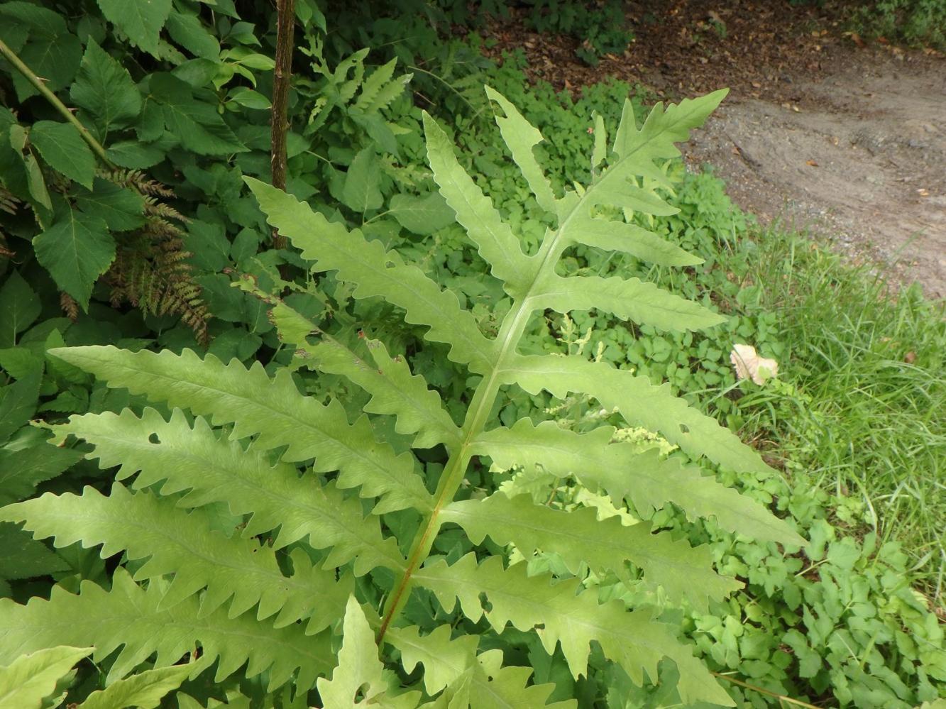 In the Garden Learning how to identify eight common ferns Weekend