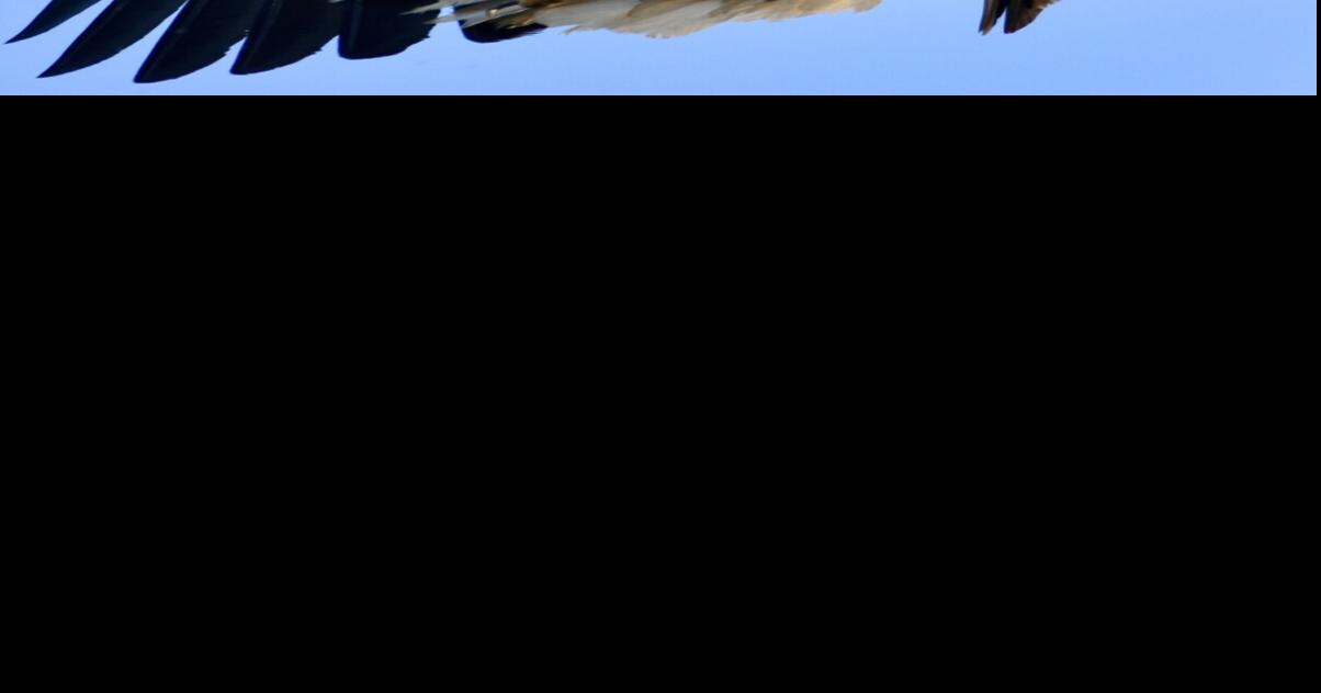 Steve Costello's Wildlife: Honeymoon hopes