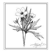 Asset-image