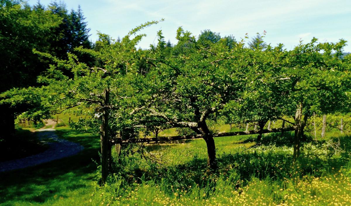 Backyard mini orchards Smaller apple trees a popular option