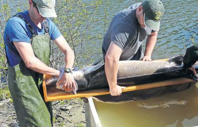 Lake Sturgeon Recaptured Timesargus Com