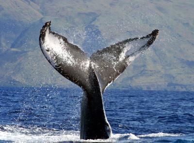 A Whale S Tale News Timesargus Com A Whale S Tale News Timesargus Com
