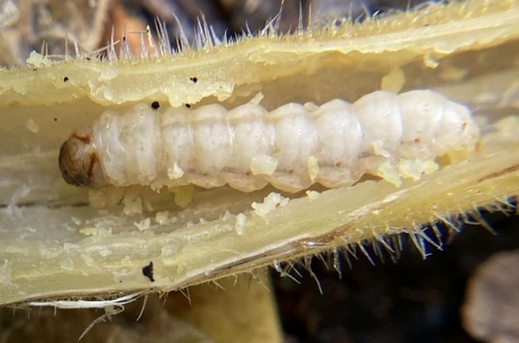 UVM Ext What's eating my squash plants? Weekend Magazine