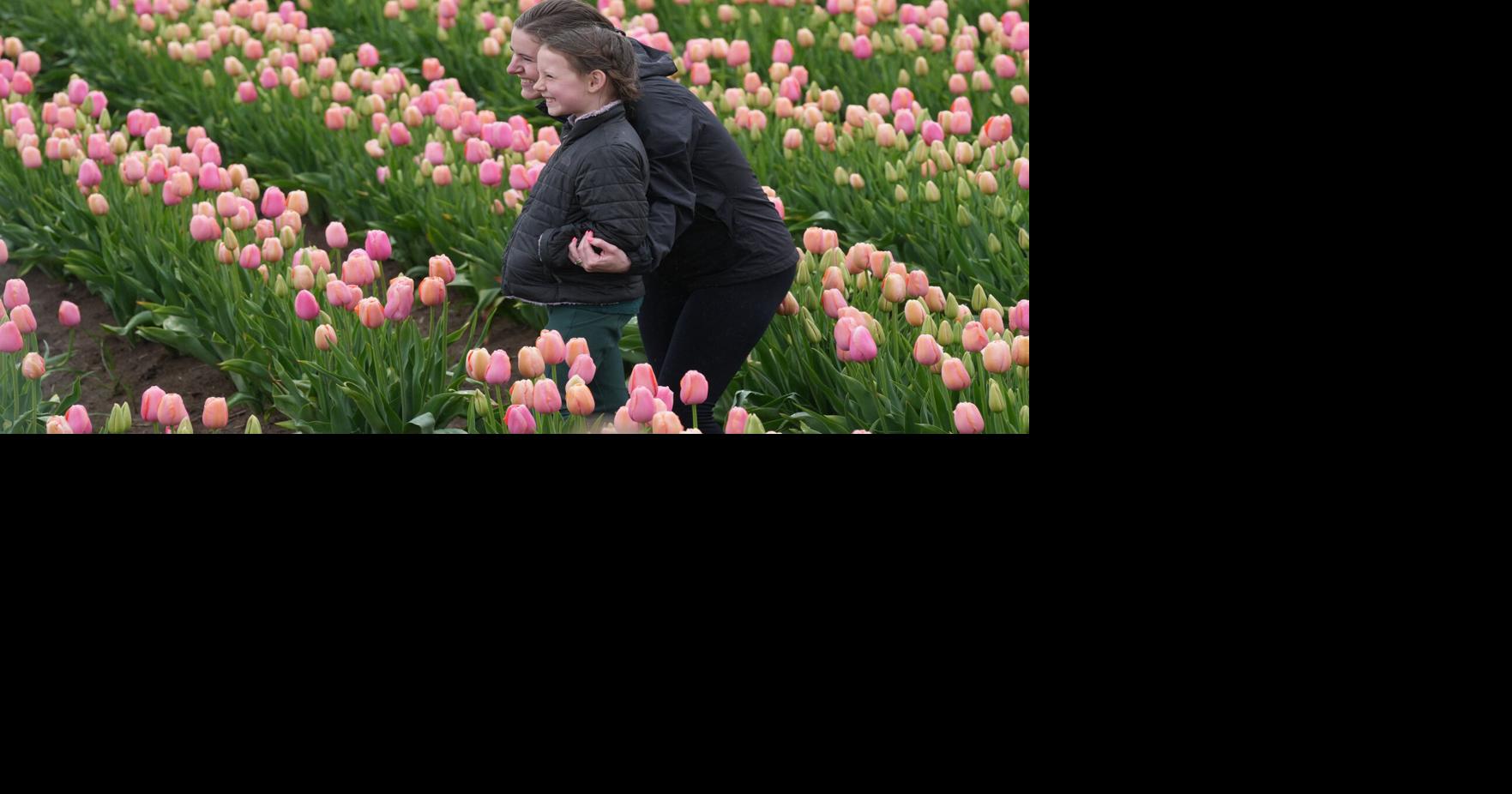 Tulip Festival Oregon Daily Life