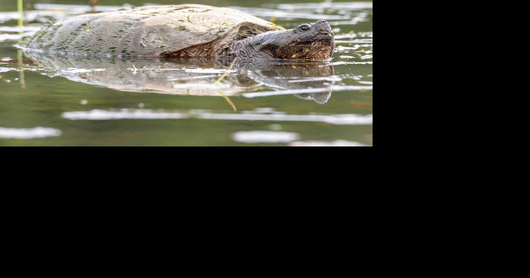 Snapper | Slider | timesargus.com
