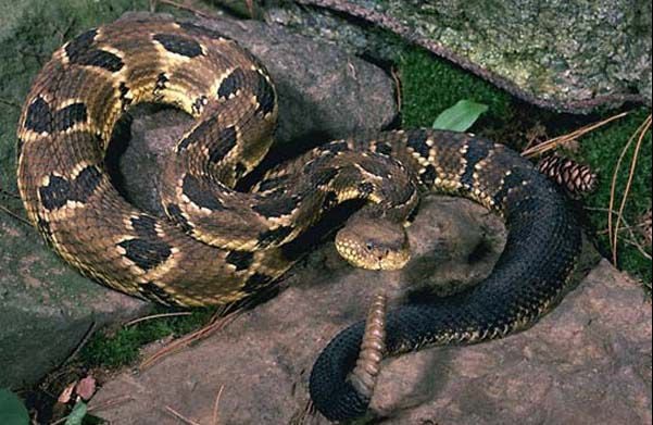 Rattled Vermont’s scarce timber rattlesnakes facing new, unexpected ...