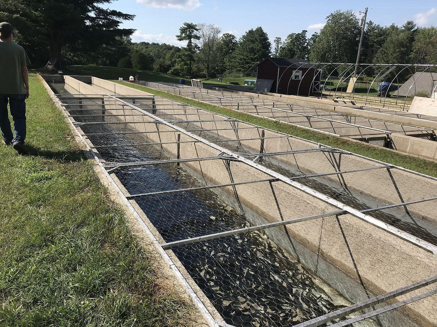 Vermont Fish Stocks Could Drop For Years Under Budget Plan