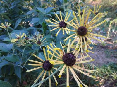 In The Garden Fall Color In The Flower Garden Weekend Magazine