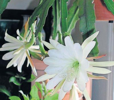 Cereus: a cactus that blooms just a few nights a year | | timesargus.com