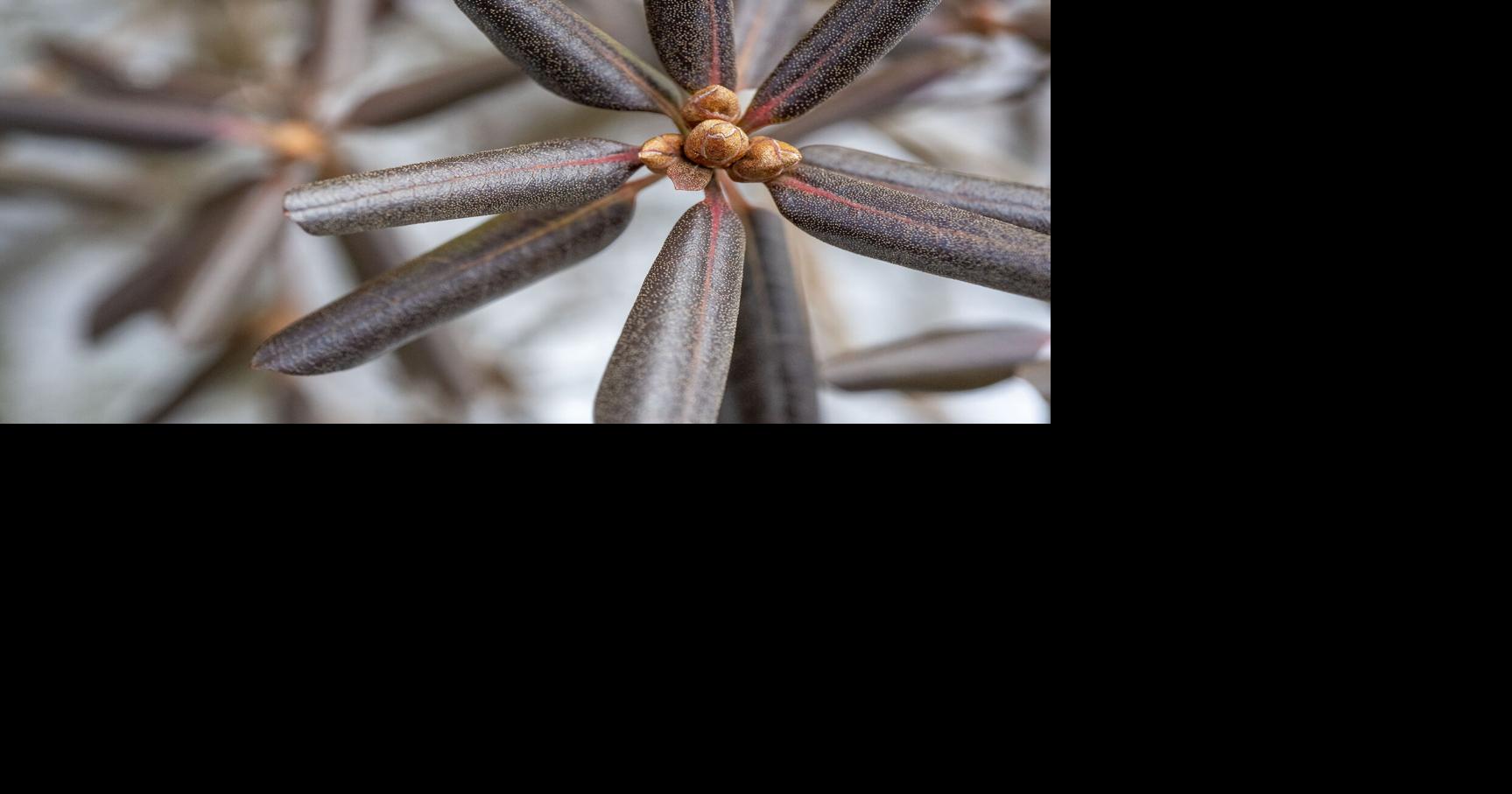 Thermonasty | Slider | timesargus.com