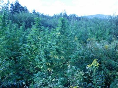 Pot eradication wanes statewide
