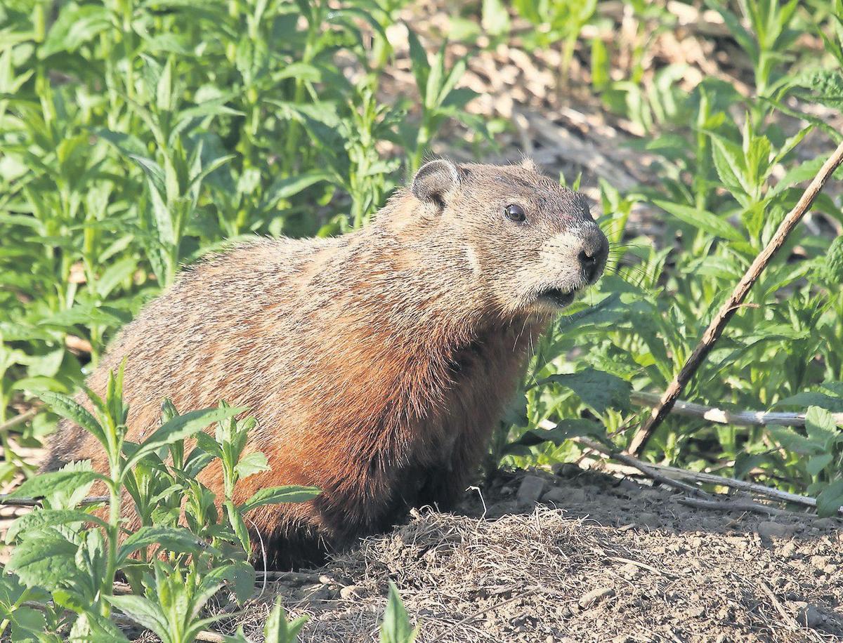 WOODCHUCK SEASON is upon us