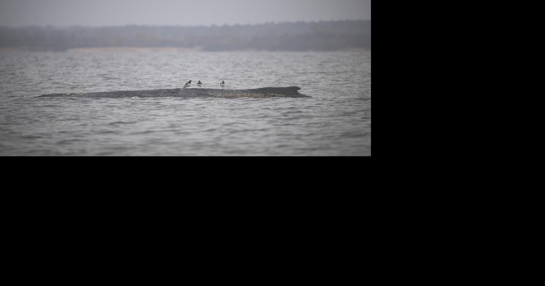 Germany Whale Rescue