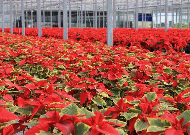 Secrets Of The Poinsettia Revealed Timesargus Com