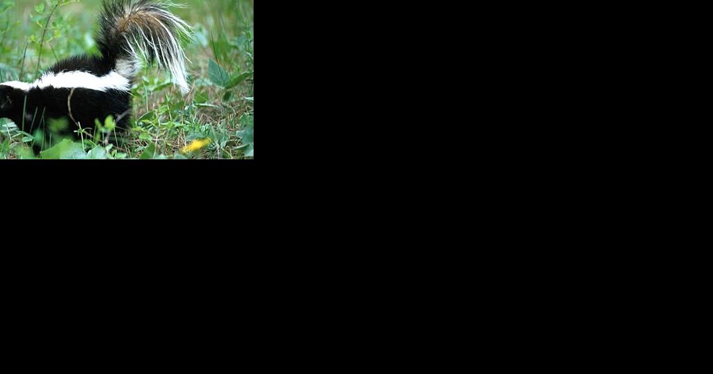 Skunk in Waterbury is Washington County's first rabies case this year | Local News - Vimarsana News