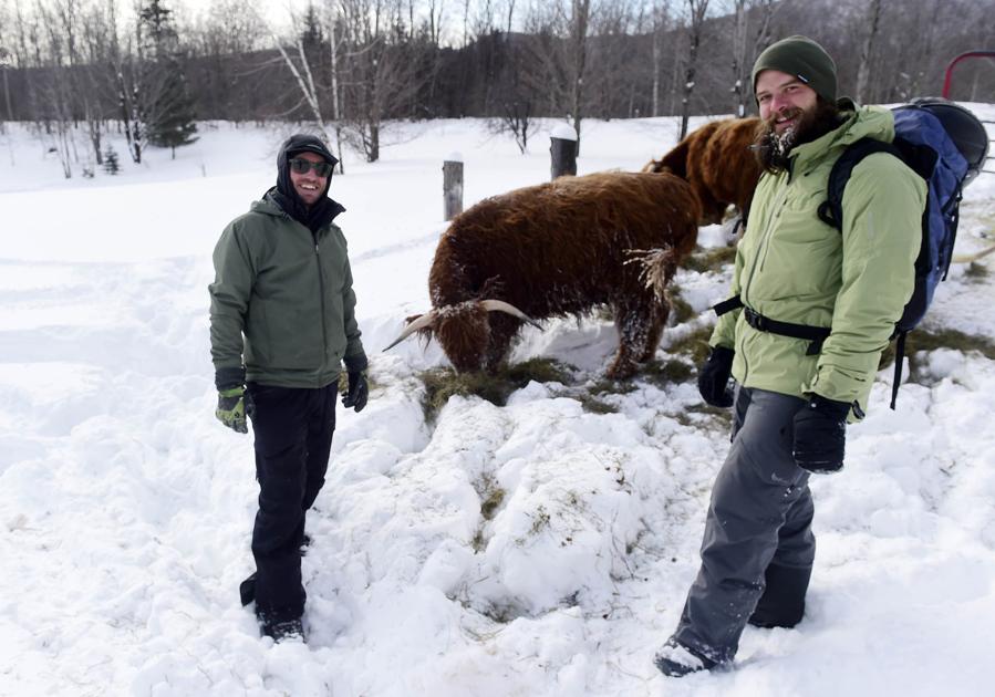 Snow travelers rescue cow in frozen pond | Local News | timesargus.com