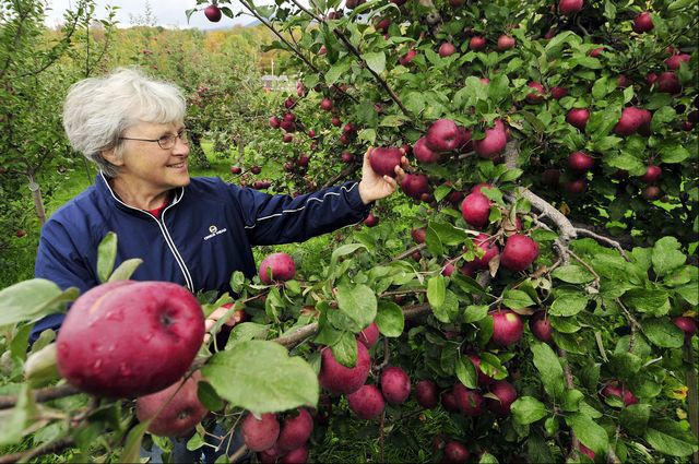 McIntoshApple Box - Champlain Orchards