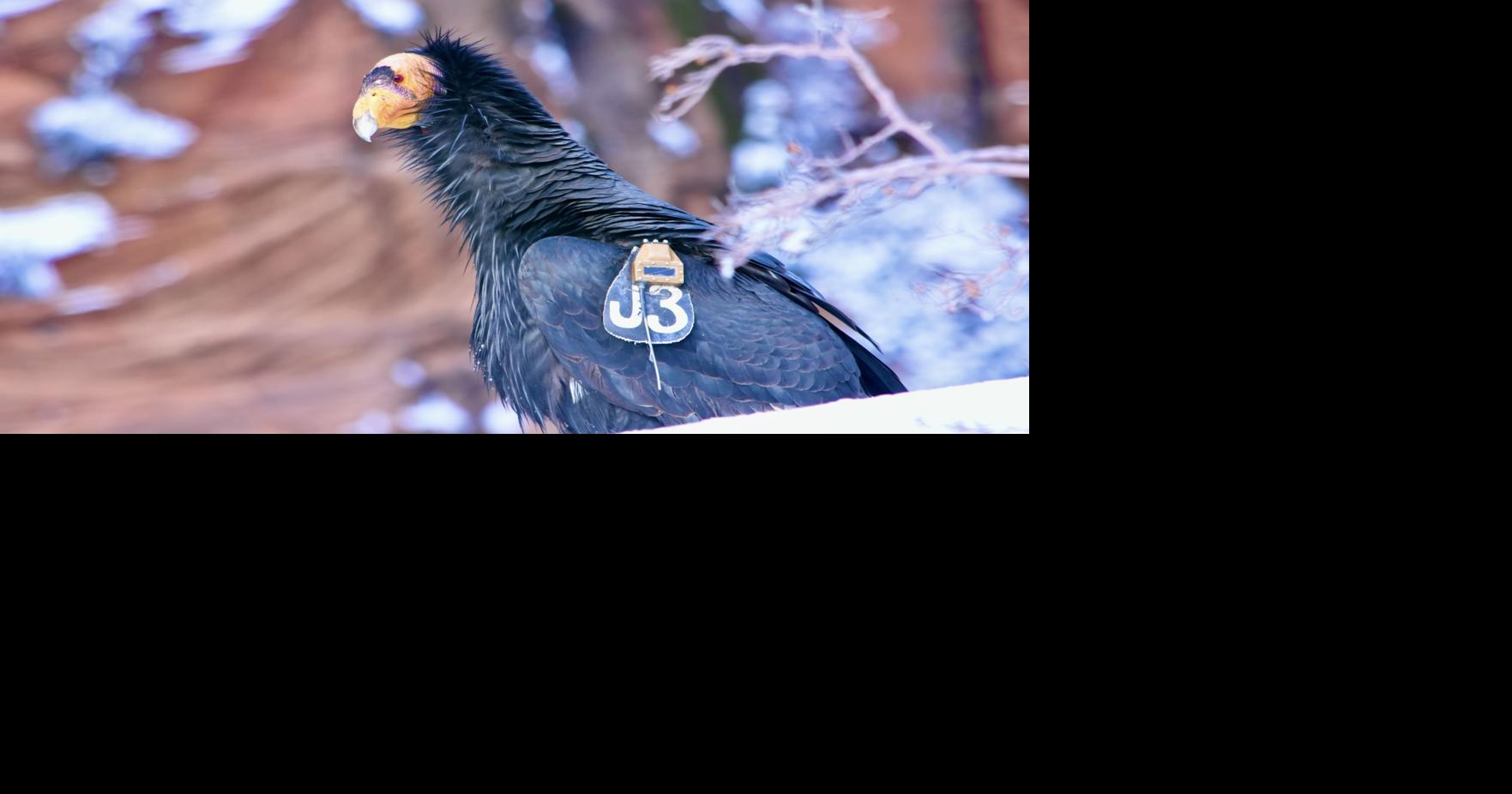 Soaring away from extinction | Weekend Magazine | timesargus.com