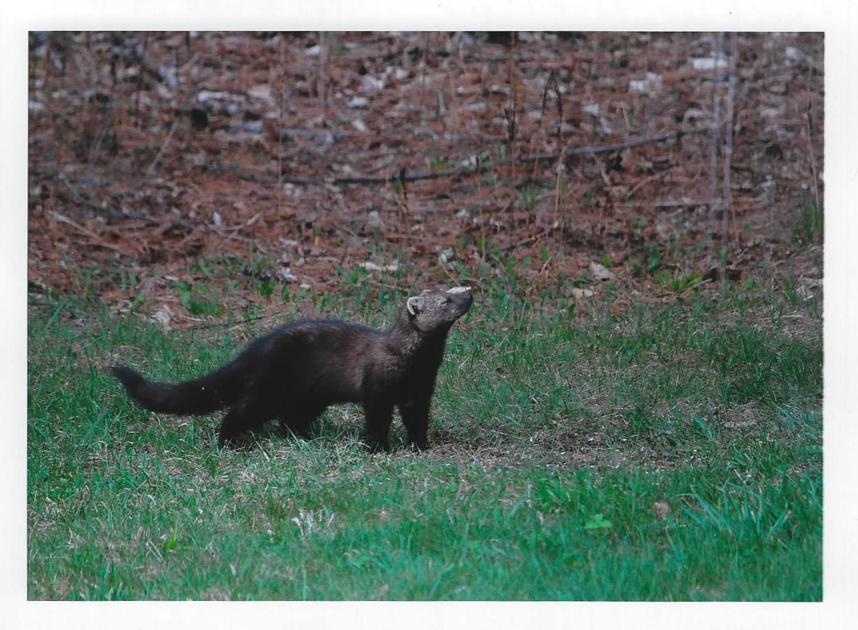 Vermont S Fisher Cat Weekend Magazine Timesargus Com