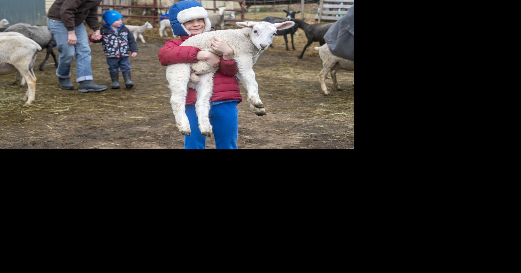 Open barnyard | Slider | timesargus.com