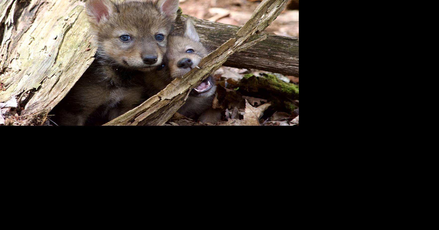 ‘An illusion of proximity’: Photographer Steve Costello seeks the nearly extinct
