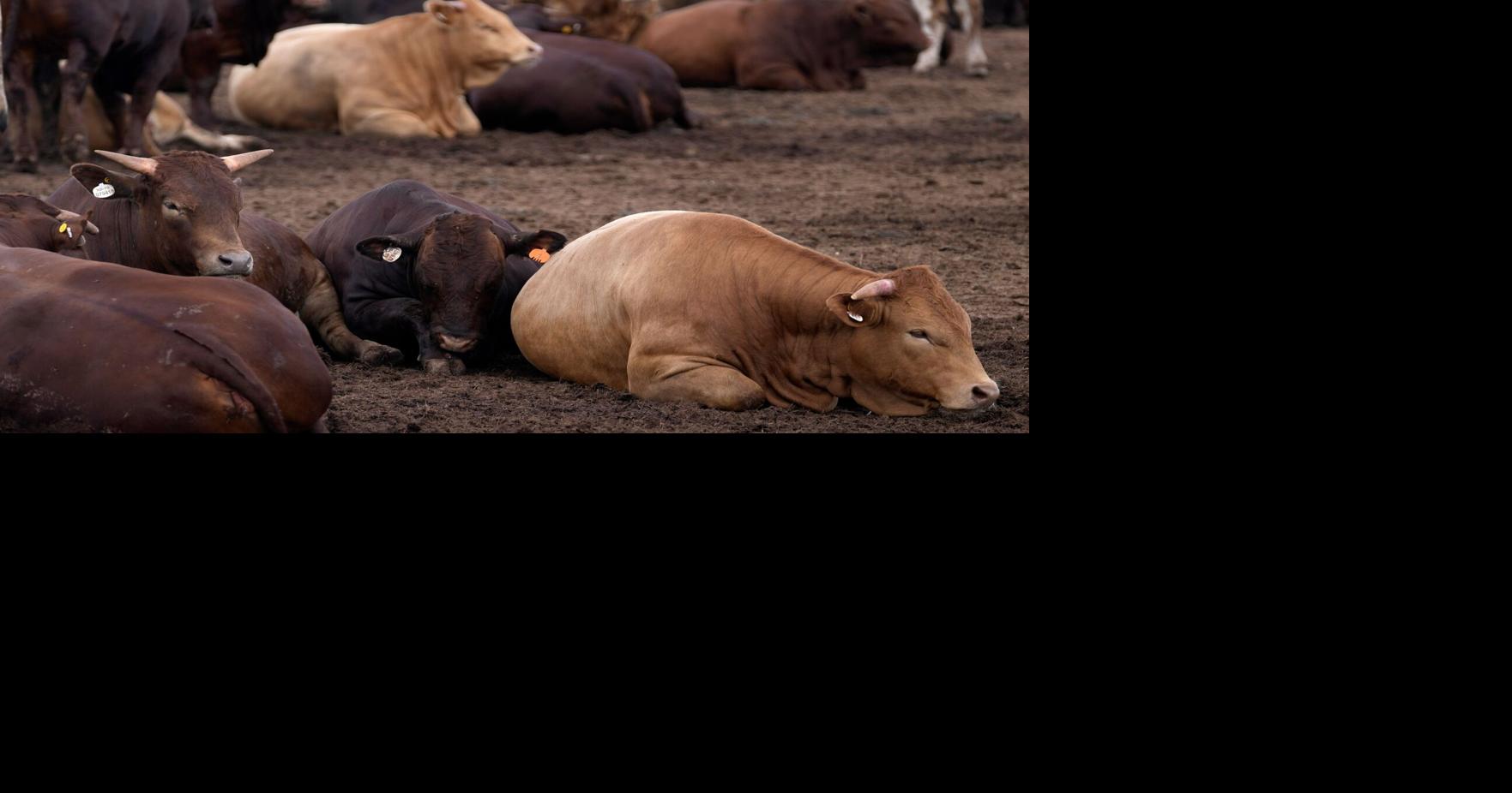 South Africa Cattle Disease