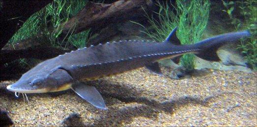 Weekly Planet Lake Sturgeon And Champlain S Diversity Perspective Timesargus Com