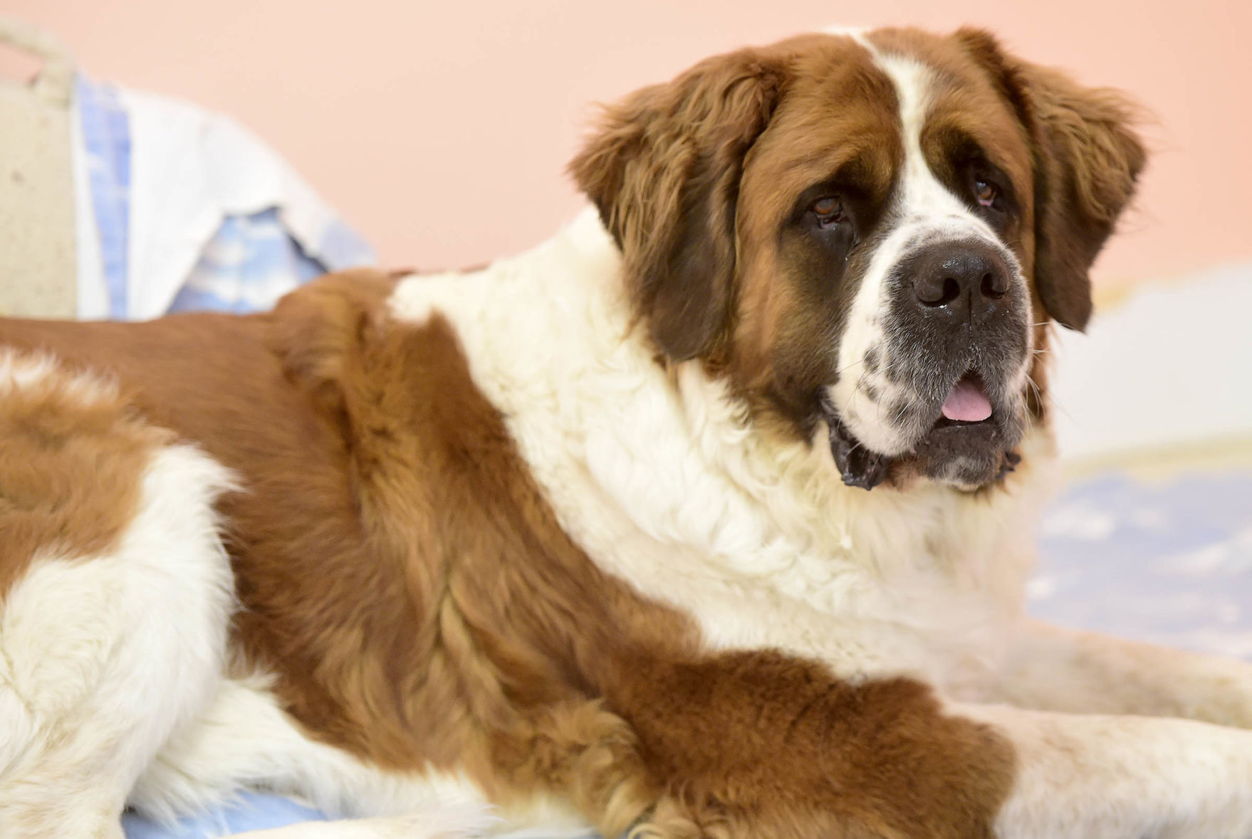 giant dog rescue near me