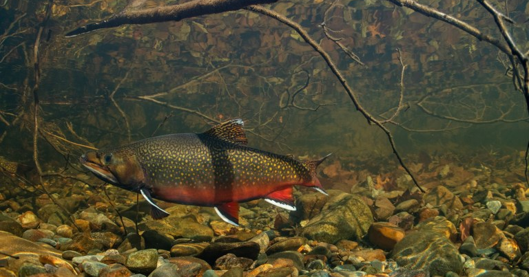 Vermont’s state fish is ‘thriving’ despite national population decline