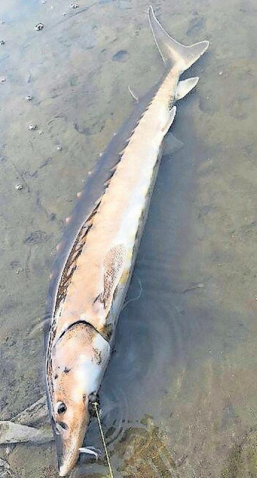 Lake Sturgeon And Champlain S Diversity Perspective Timesargus Com