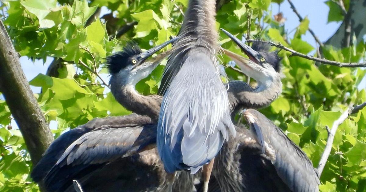 Steve Costello's Wildlife: Whooping it up