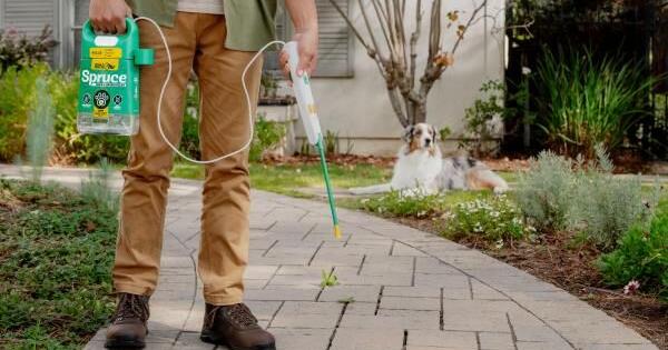 The New Rule Of Summer Yard Care: Let The Dogs Out