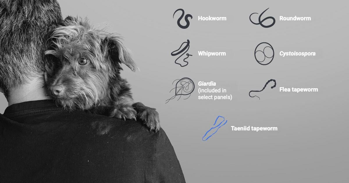 IDEXX Expands Faecal Dx Antigen Testing Platform in the United Kingdom with Taeniid Tapeworm Detection