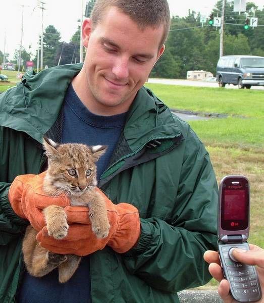 Baby Bobcat Wanders Into Maine Auto Parts Store News Timesargus Com