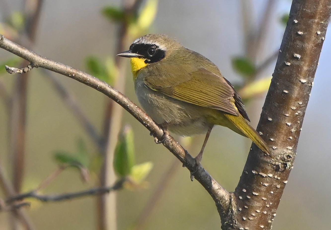 Staking his claim | Slider | timesargus.com
