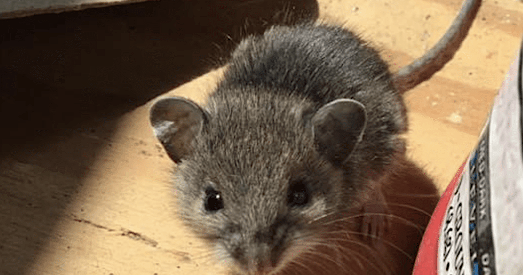 With rodenticide bill dead in the water, experts say Vermont wildlife will bear the brunt