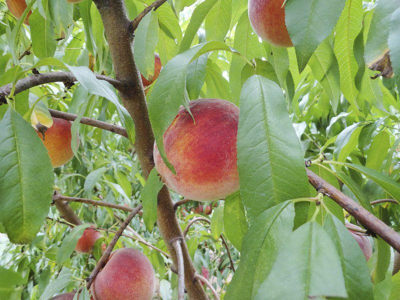 peach crop in good shape after two down years State News