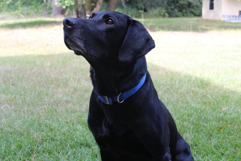 Tucker Brook Labrador Retrievers