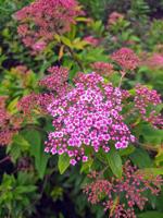Year of the spirea!