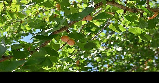 Ginkgo (male) (Ginkgo biloba) - Heritage Fruit Trees