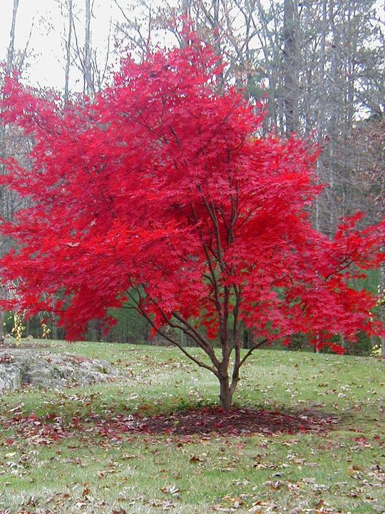 Japanese Red Maples Bring Color To Fall Local News 