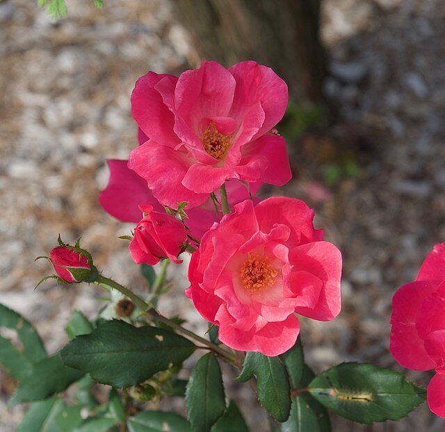 Knockout Roses Have Stunning Flower Power Lifestyles Timesenterprise Com