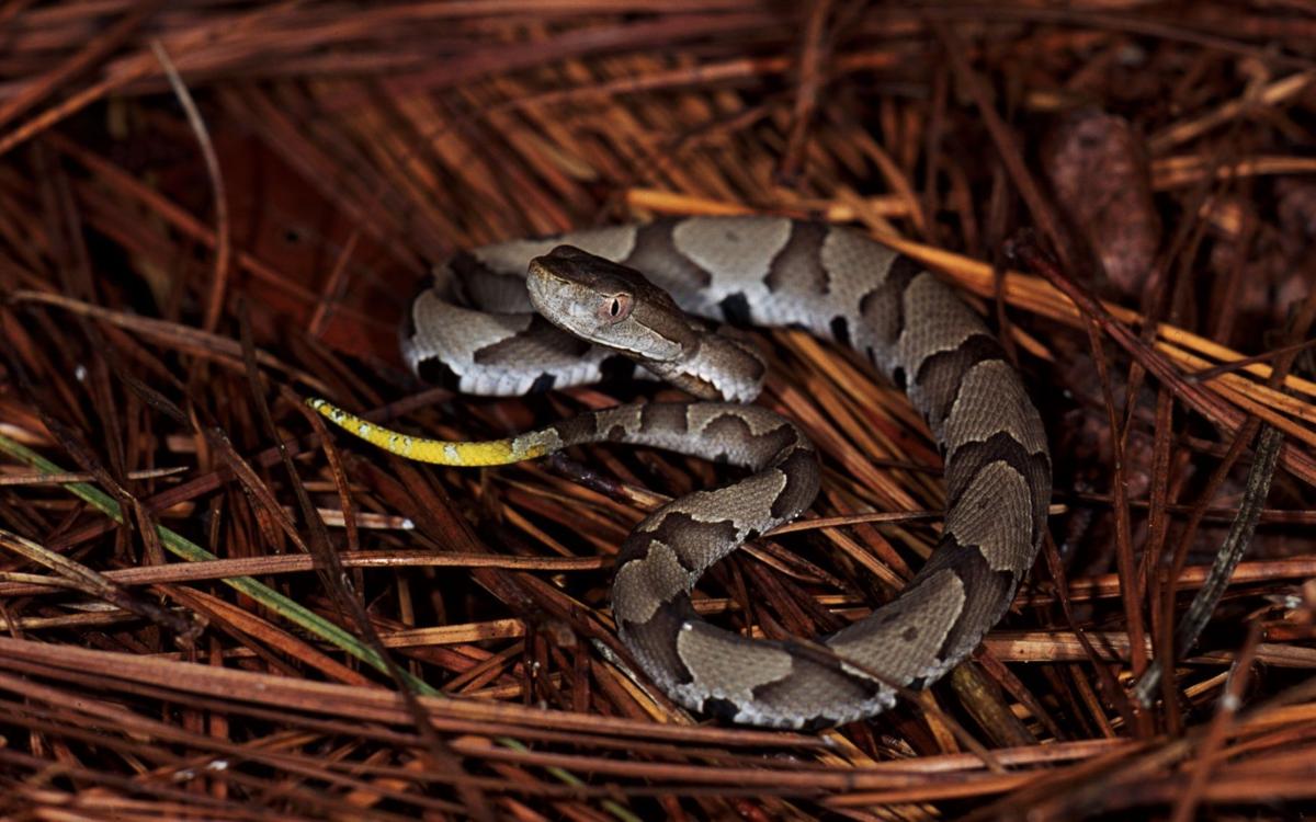 Yellowtails Bright Tip On A Juvenile Snake Id S It As A Pit Viper Copy Sports Timesleader Net