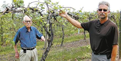 Last Call For Agribusiness Eddy Grove Owners Announce Winery Vineyard Closing Down News Timesleader Net
