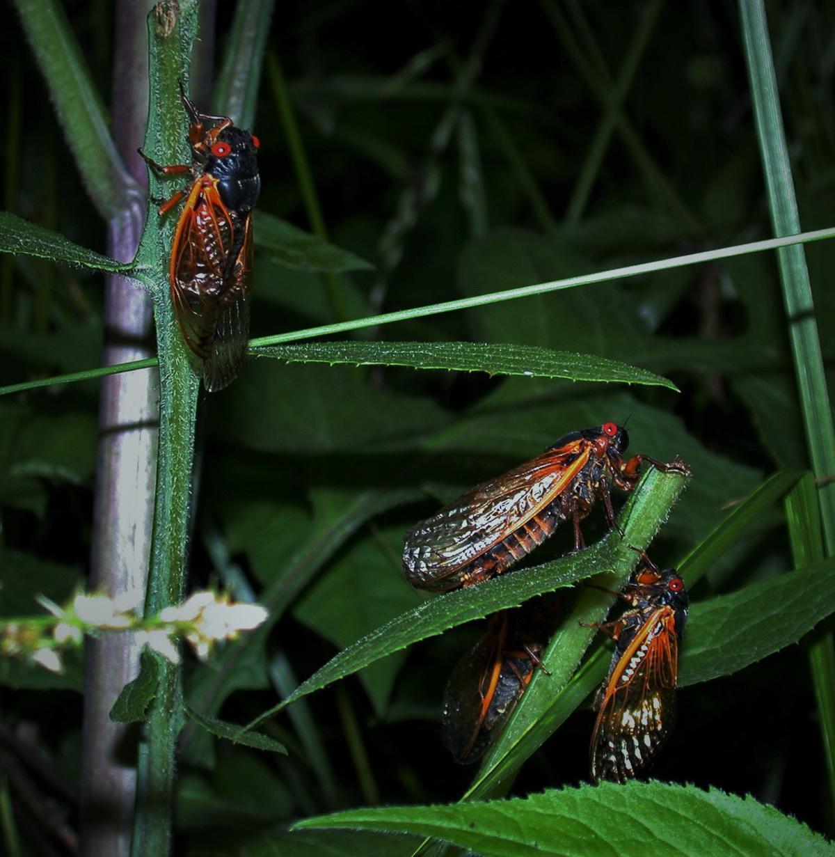 Cicadas: No red-eyed swarms, just routine greenies here this year