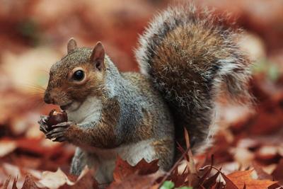 Why Acorns Attract Rodents To Your Maine Property & Home