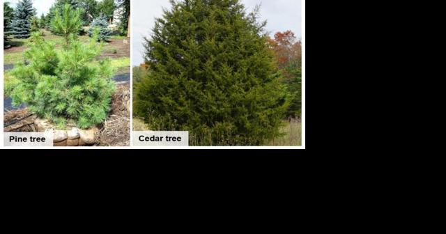 LBL offering Christmas tree permits - Vimarsana News