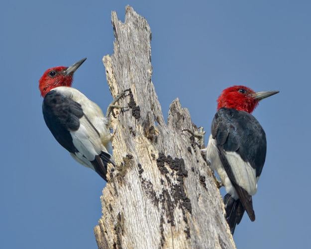 Bird fight! Woodpecker vs. Blue Jay, The red bellied woodpe…