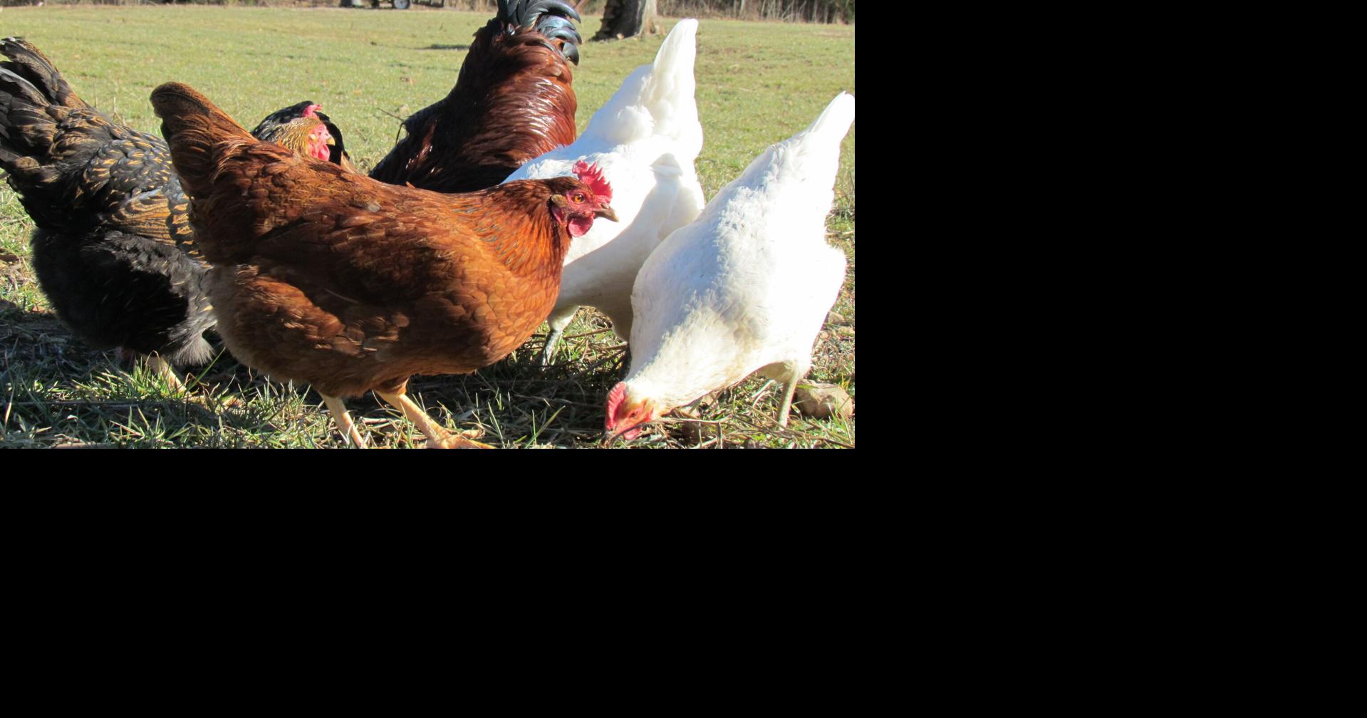 Western Kentucky residents share benefits of backyard chickens