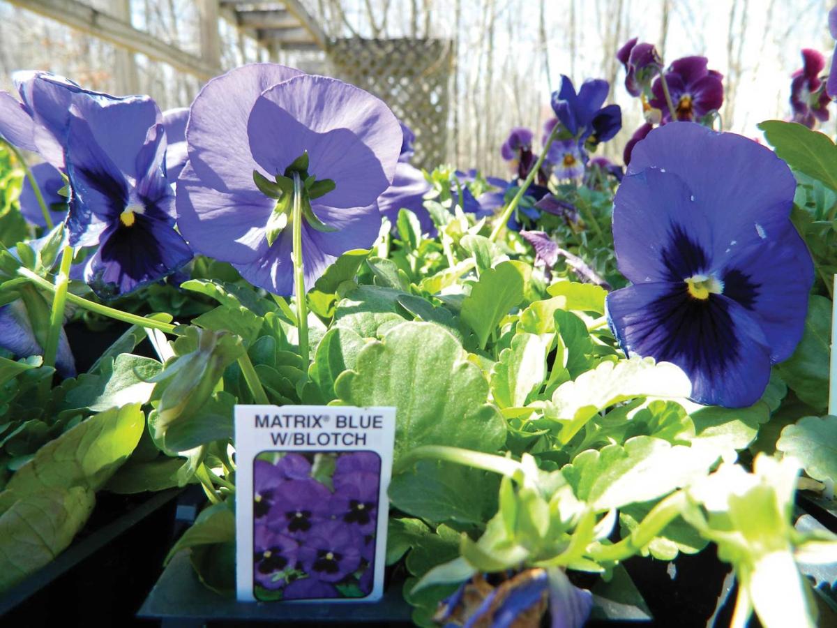 Matrix Blue pansies